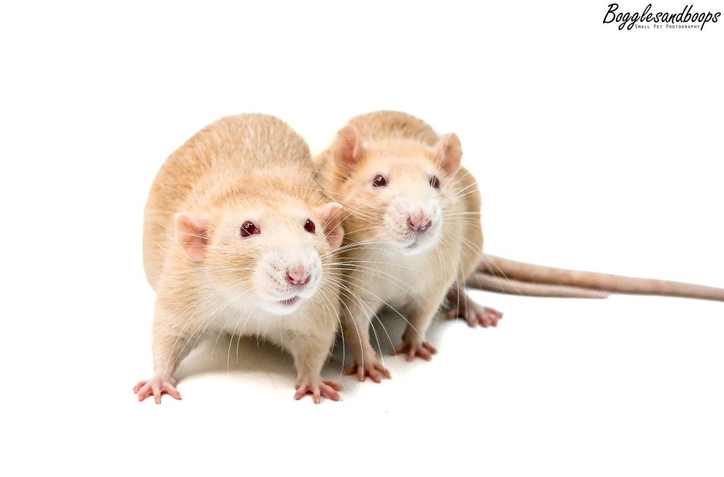 Singular Rats The Rat Wiki – The Ultimate Source of Information for Pet Rat Care