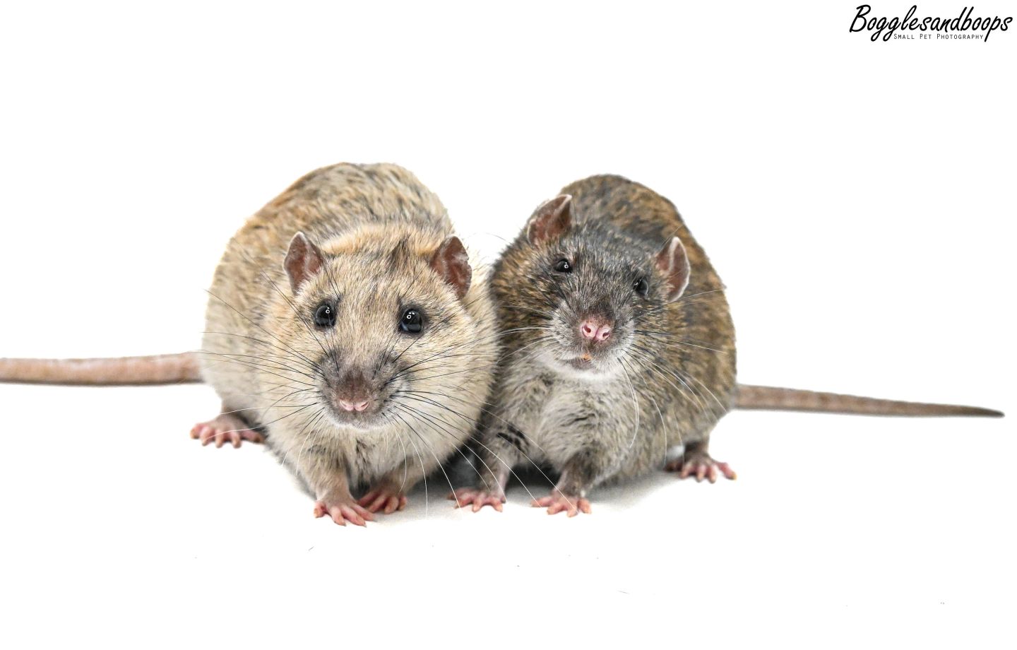 Luton Rats Behaviour – The Rat Wiki