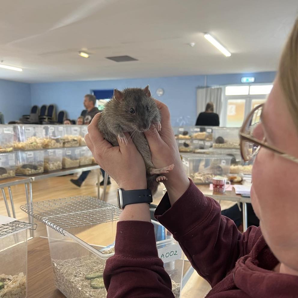Health and Condition – The Rat Wiki