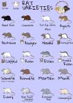 Rat Catalog Varieties – The Rat Wiki