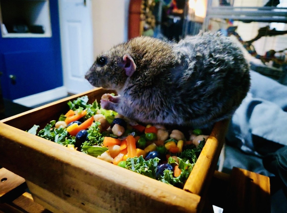 Safe and Unsafe Woods – The Rat Wiki