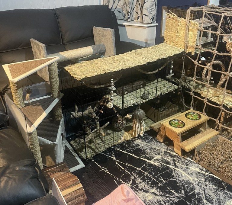 Cage Setup and Accessories – The Rat Wiki