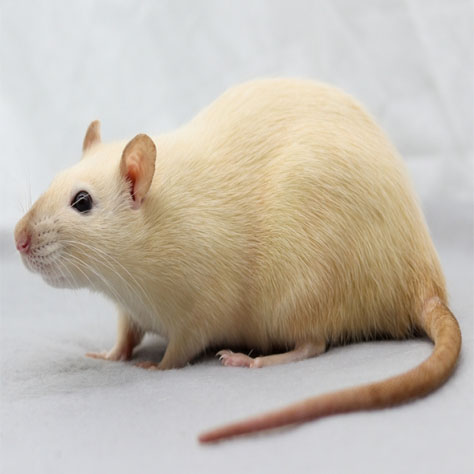 Varieties – The Rat Wiki