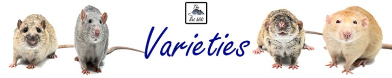 Rat Rarities Varieties – The Rat Wiki