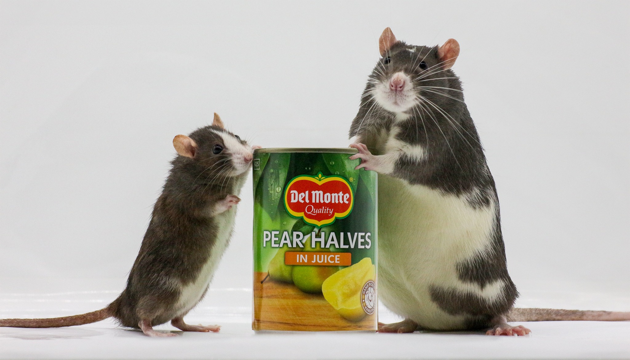 Micro Rats Dwarf Rat Care – The Rat Wiki