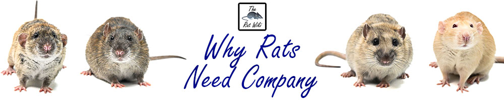 Why Rats Need Company – The Rat Wiki
